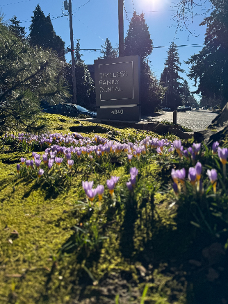 Photo of little purple flowers in the sunshine in the front yard of the office