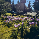Photo of little purple flowers in the sunshine in the front yard of the office